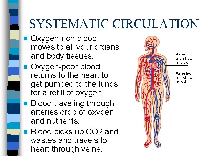 SYSTEMATIC CIRCULATION Oxygen-rich blood moves to all your organs and body tissues. n Oxygen-poor