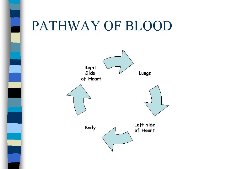 PATHWAY OF BLOOD Right Side of Heart Lungs Body Left side of Heart 