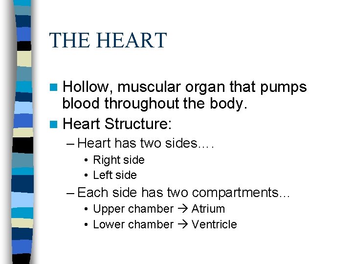 THE HEART n Hollow, muscular organ that pumps blood throughout the body. n Heart