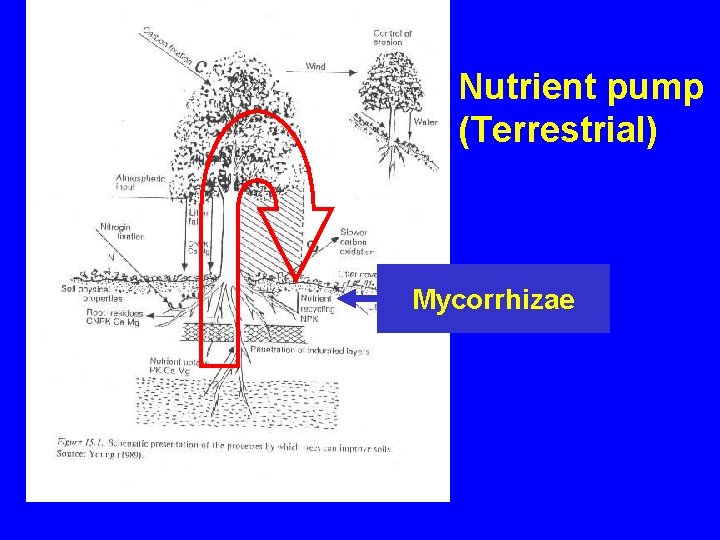 Nutrient pump (Terrestrial) Mycorrhizae 