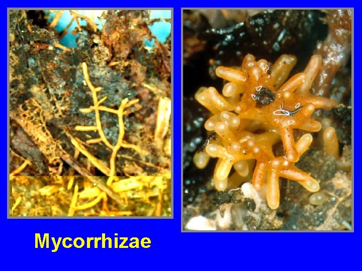 Mycorrhizae 