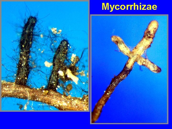 Mycorrhizae 