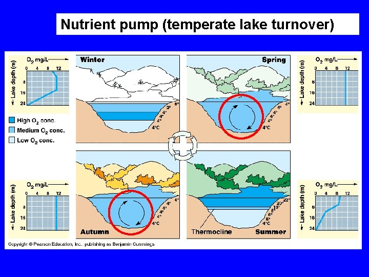 Nutrient pump (temperate lake turnover) 