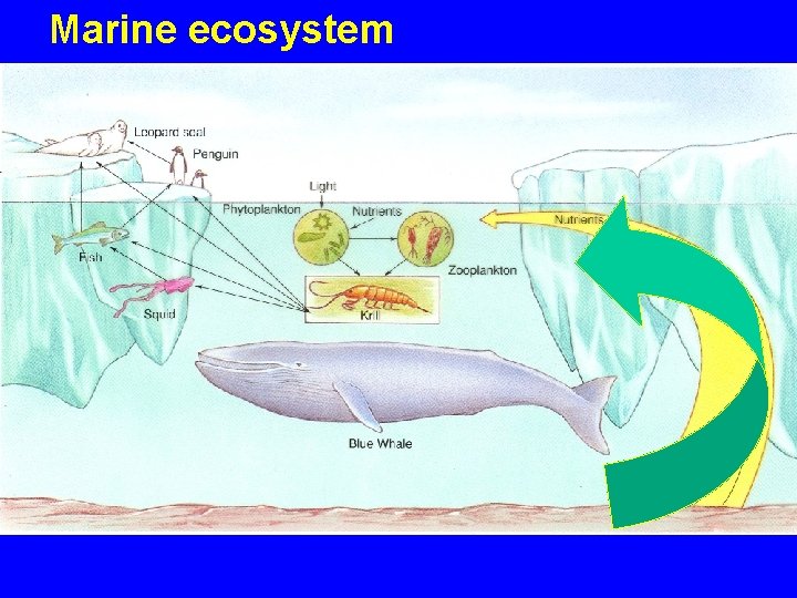 Marine ecosystem 