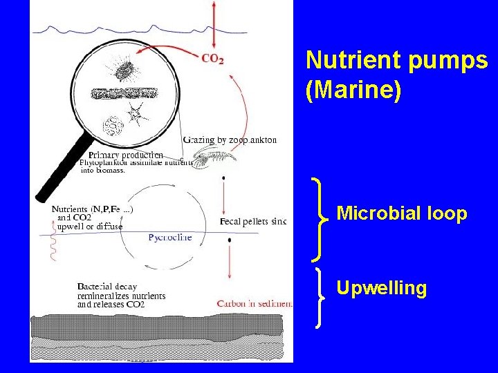 Nutrient pumps (Marine) Microbial loop Upwelling 