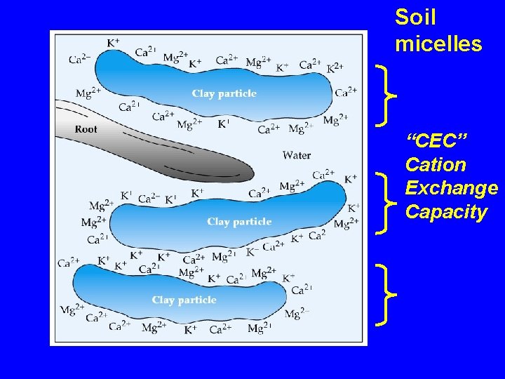 Soil micelles “CEC” Cation Exchange Capacity 