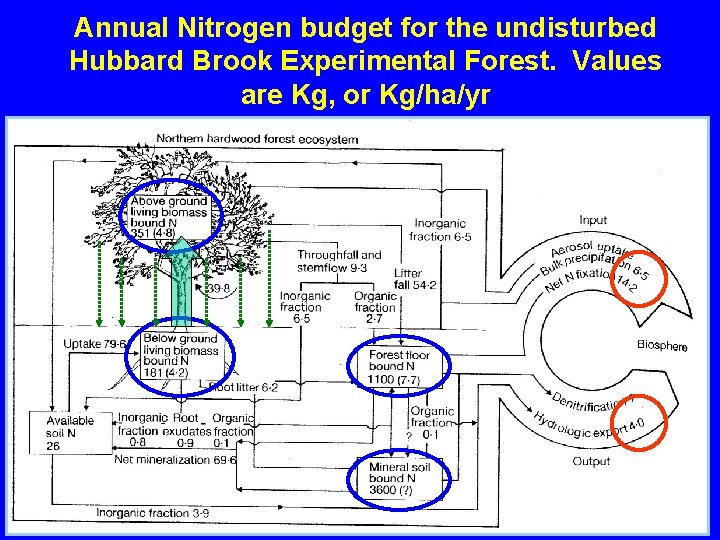 Annual Nitrogen budget for the undisturbed Hubbard Brook Experimental Forest. Values are Kg, or