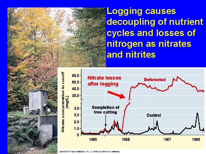 Logging causes decoupling of nutrient cycles and losses of nitrogen as nitrates and nitrites