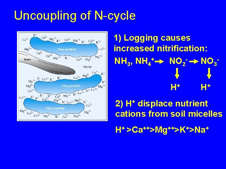 Uncoupling of N-cycle 1) Logging causes increased nitrification: NH 3, NH 4+ NO 2