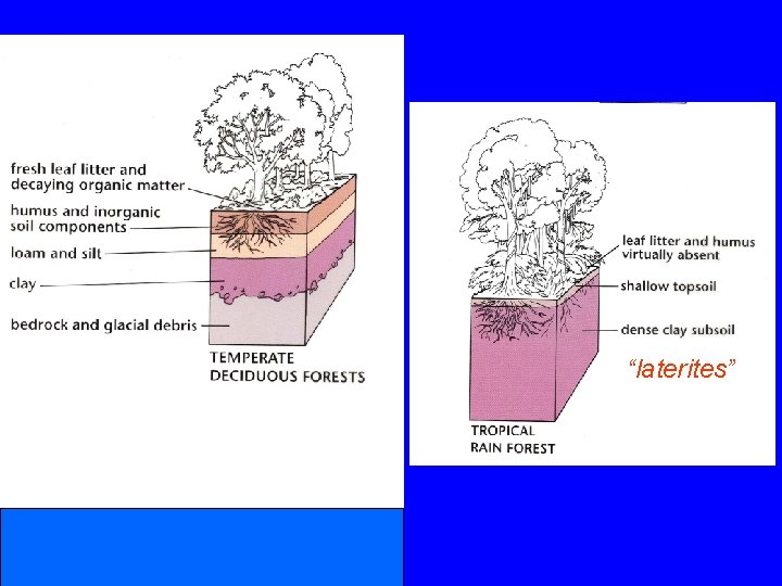 “laterites” 