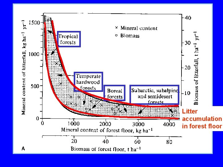 Litter accumulation in forest floor 