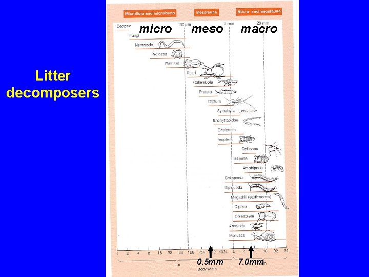 micro meso macro Litter decomposers 0. 5 mm 7. 0 mm 