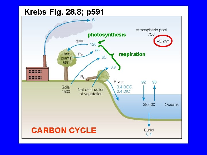 Krebs Fig. 28. 8; p 591 photosynthesis respiration CARBON CYCLE 