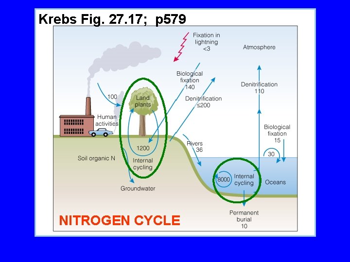 Krebs Fig. 27. 17; p 579 NITROGEN CYCLE 