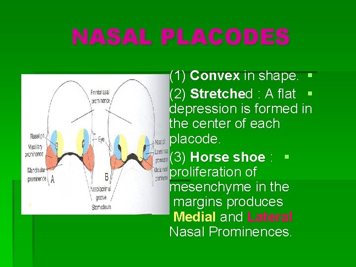 NASAL PLACODES (1) Convex in shape. § (2) Stretched : A flat § depression