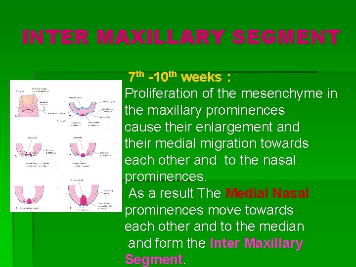 INTER MAXILLARY SEGMENT 7 th -10 th weeks : Proliferation of the mesenchyme in