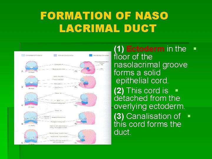 FORMATION OF NASO LACRIMAL DUCT (1) Ectoderm in the § floor of the nasolacrimal