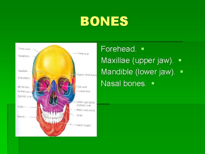 BONES Forehead. § Maxillae (upper jaw). § Mandible (lower jaw). § Nasal bones. §