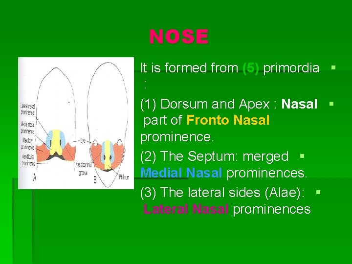 NOSE It is formed from (5) primordia § : (1) Dorsum and Apex :