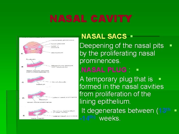 NASAL CAVITY NASAL SACS § Deepening of the nasal pits § by the proliferating