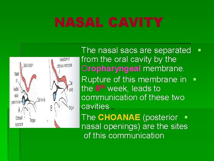 NASAL CAVITY The nasal sacs are separated § from the oral cavity by the