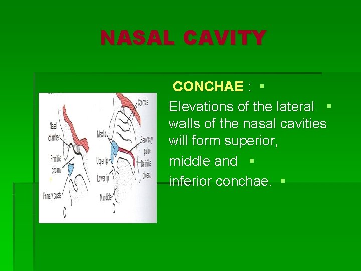 NASAL CAVITY CONCHAE : § Elevations of the lateral § walls of the nasal