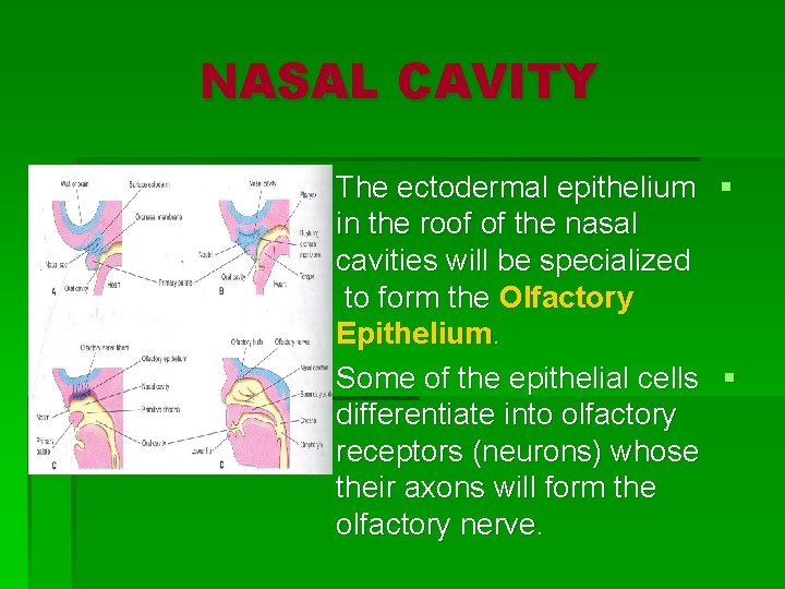NASAL CAVITY The ectodermal epithelium § in the roof of the nasal cavities will