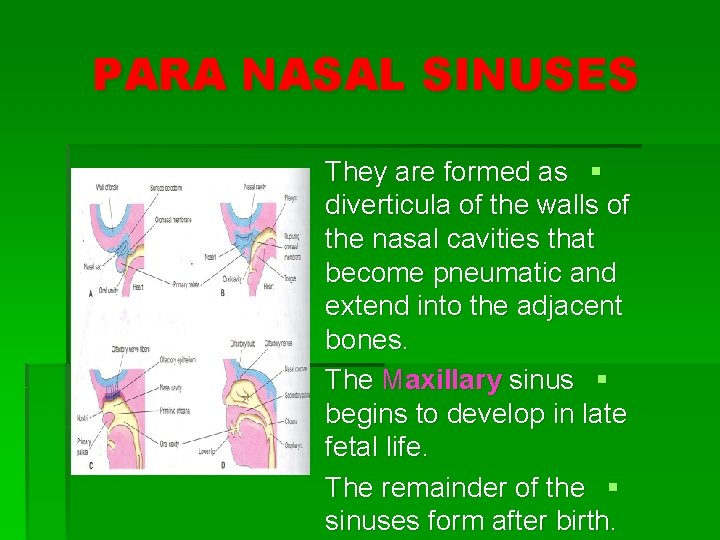 PARA NASAL SINUSES They are formed as § diverticula of the walls of the