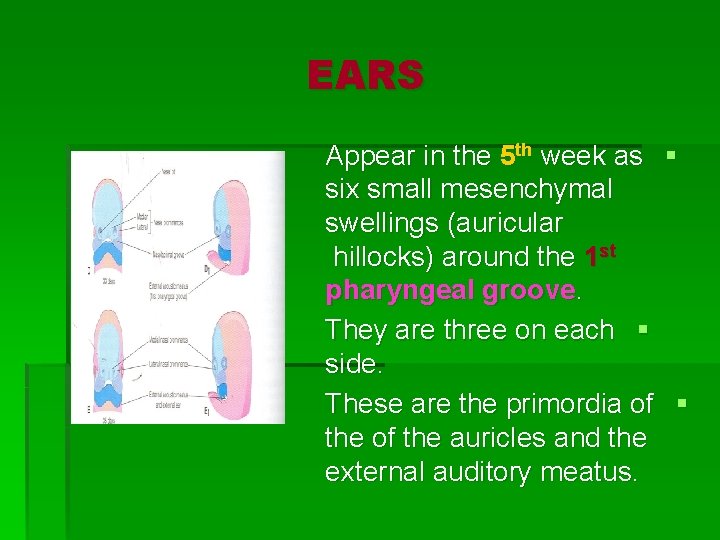 EARS Appear in the 5 th week as § six small mesenchymal swellings (auricular