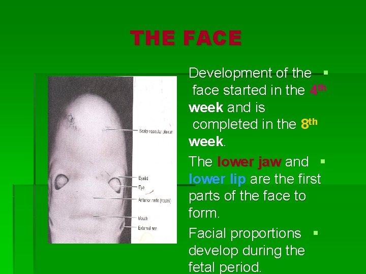 THE FACE Development of the § face started in the 4 th week and