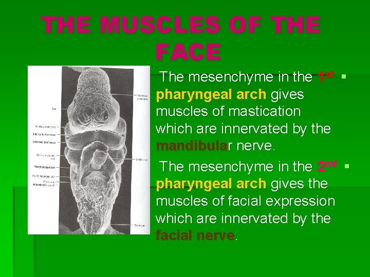 THE MUSCLES OF THE FACE The mesenchyme in the 1 st § pharyngeal arch