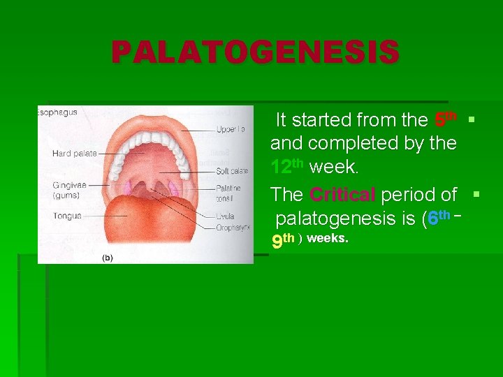 PALATOGENESIS It started from the 5 th § and completed by the 12 th