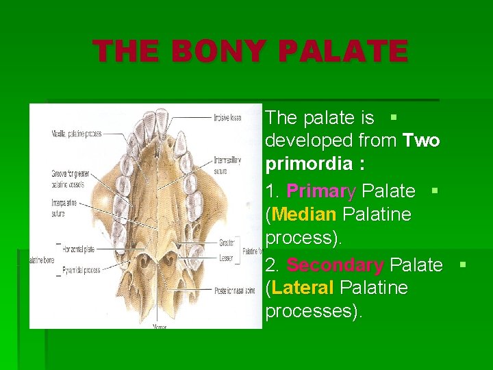 THE BONY PALATE The palate is § developed from Two primordia : 1. Primary
