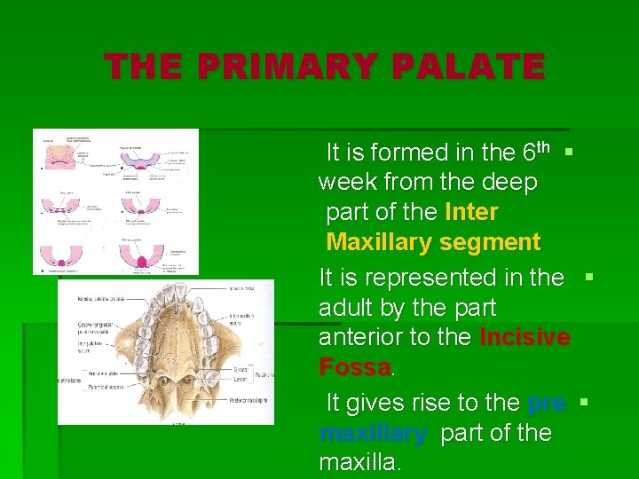 THE PRIMARY PALATE It is formed in the 6 th § week from the