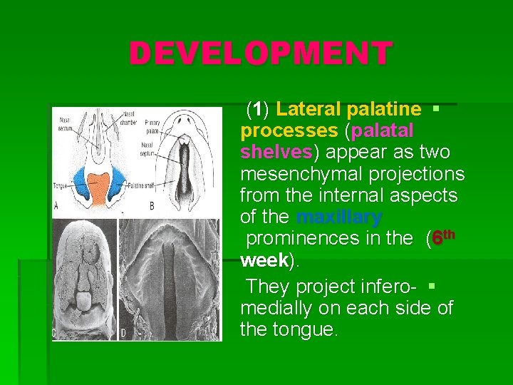 DEVELOPMENT (1) Lateral palatine § processes (palatal shelves) appear as two mesenchymal projections from