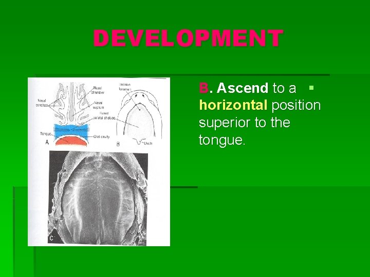 DEVELOPMENT B. Ascend to a § horizontal position superior to the tongue. 