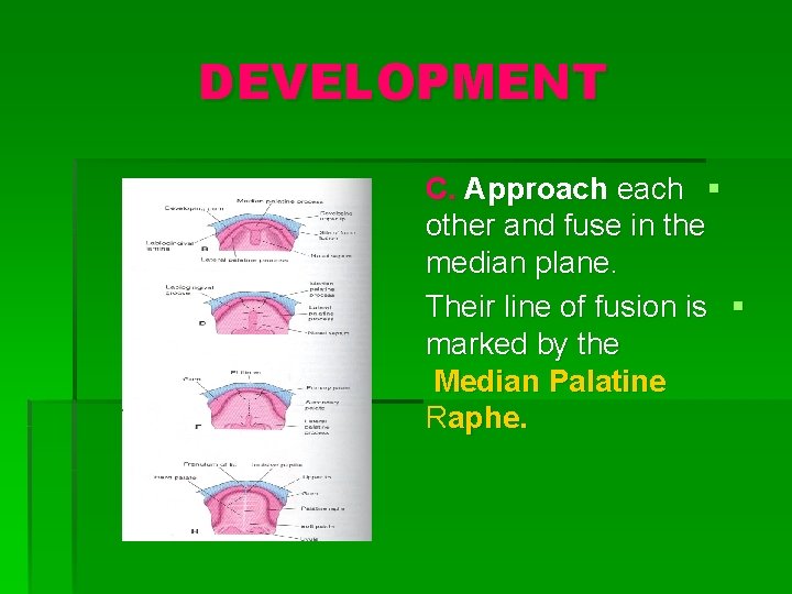 DEVELOPMENT C. Approach each § other and fuse in the median plane. Their line
