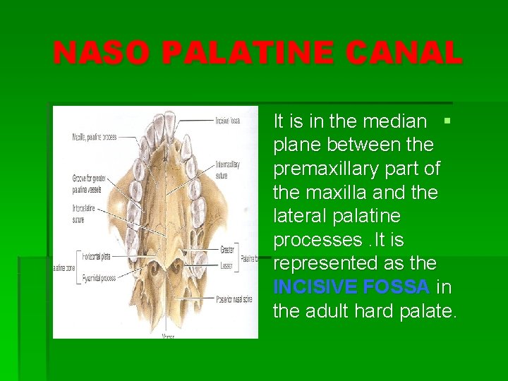 NASO PALATINE CANAL It is in the median § plane between the premaxillary part