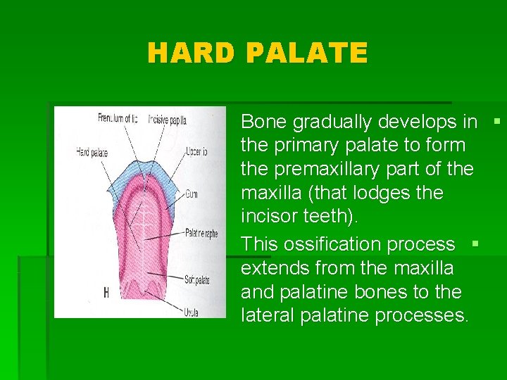 HARD PALATE Bone gradually develops in § the primary palate to form the premaxillary