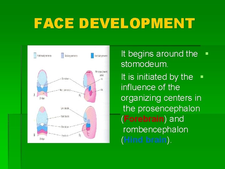 FACE DEVELOPMENT It begins around the § stomodeum. It is initiated by the §