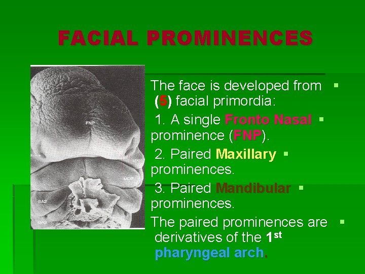 FACIAL PROMINENCES The face is developed from § (5) facial primordia: 1. A single