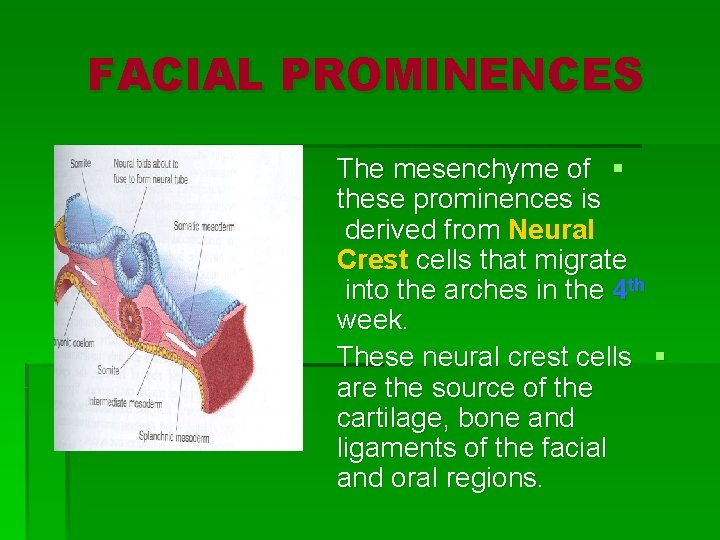 FACIAL PROMINENCES The mesenchyme of § these prominences is derived from Neural Crest cells