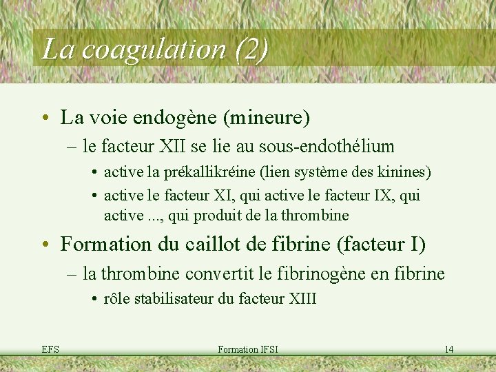 La coagulation (2) • La voie endogène (mineure) – le facteur XII se lie