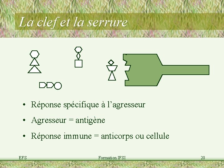 La clef et la serrure • Réponse spécifique à l’agresseur • Agresseur = antigène