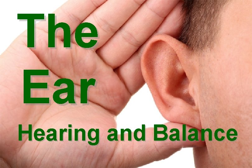 The Ear Hearing and Balance 