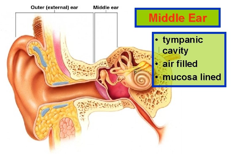 Middle Ear • tympanic cavity • air filled • mucosa lined 
