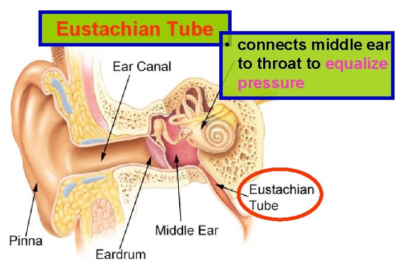 Eustachian Tube • connects middle ear to throat to equalize pressure 