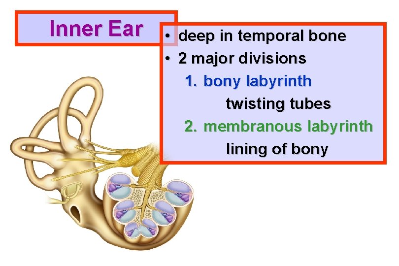 Inner Ear • deep in temporal bone • 2 major divisions 1. bony labyrinth