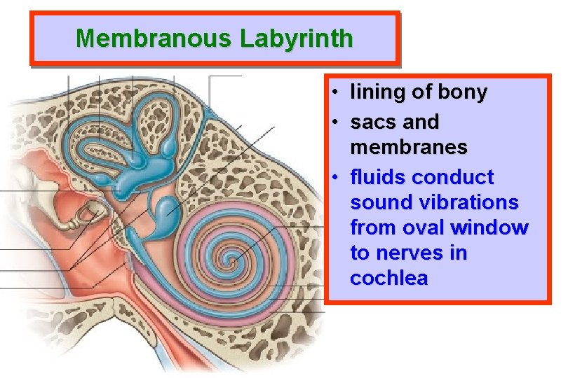 Membranous Labyrinth • lining of bony • sacs and membranes • fluids conduct sound