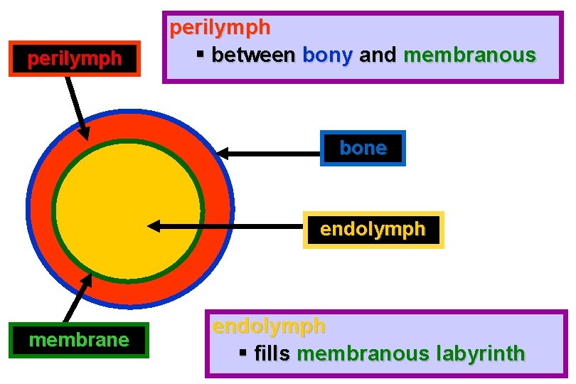 perilymph § between bony and membranous bone endolymph membrane endolymph § fills membranous labyrinth